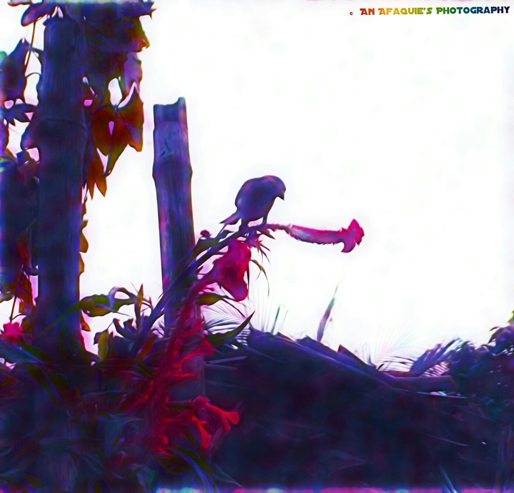 negative bird