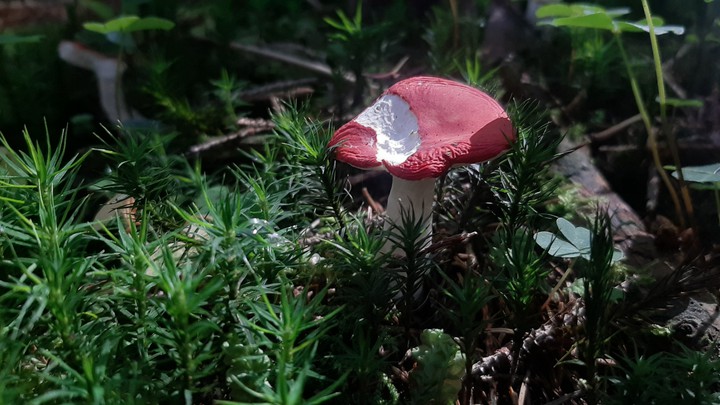 mushrooms