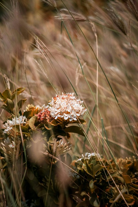 flowers.