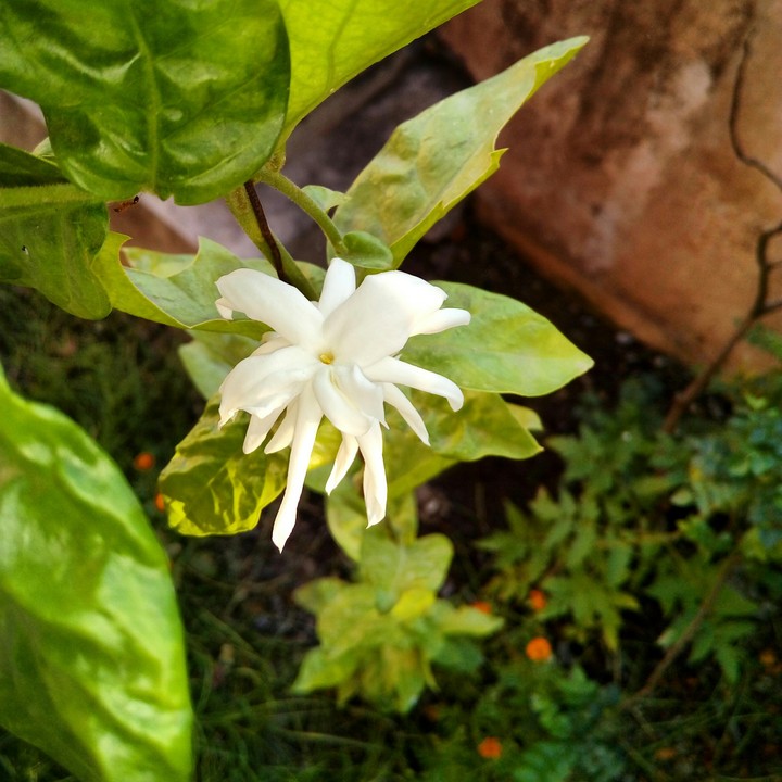 mogra flower