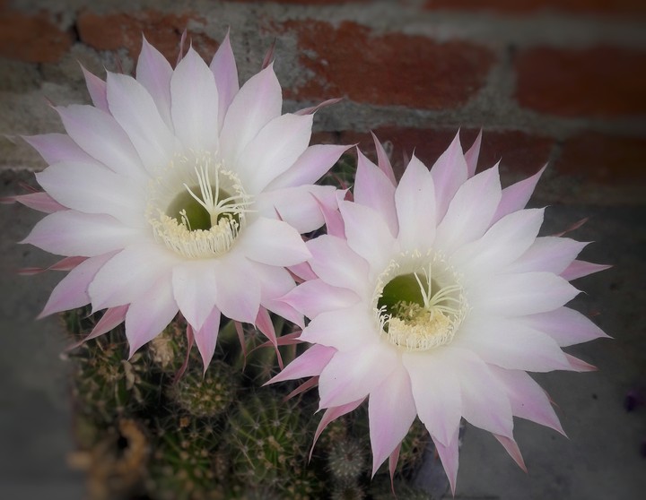 Beautifull Flowers