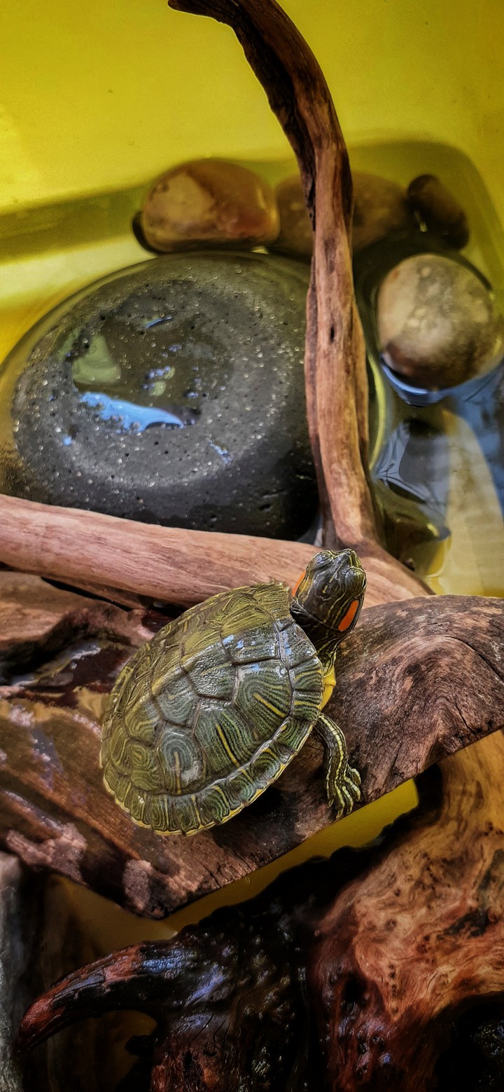 turtle
