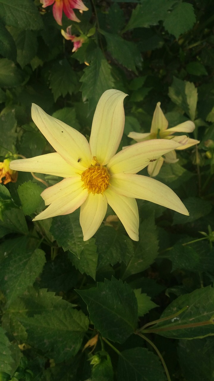 flower