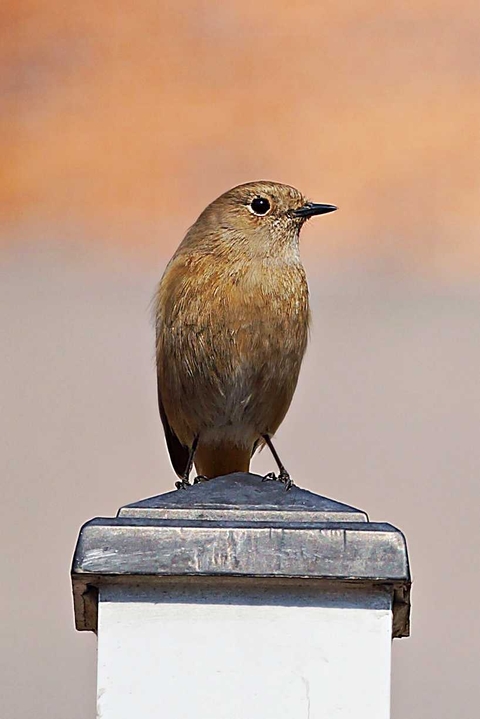 шпалери passerine, wren