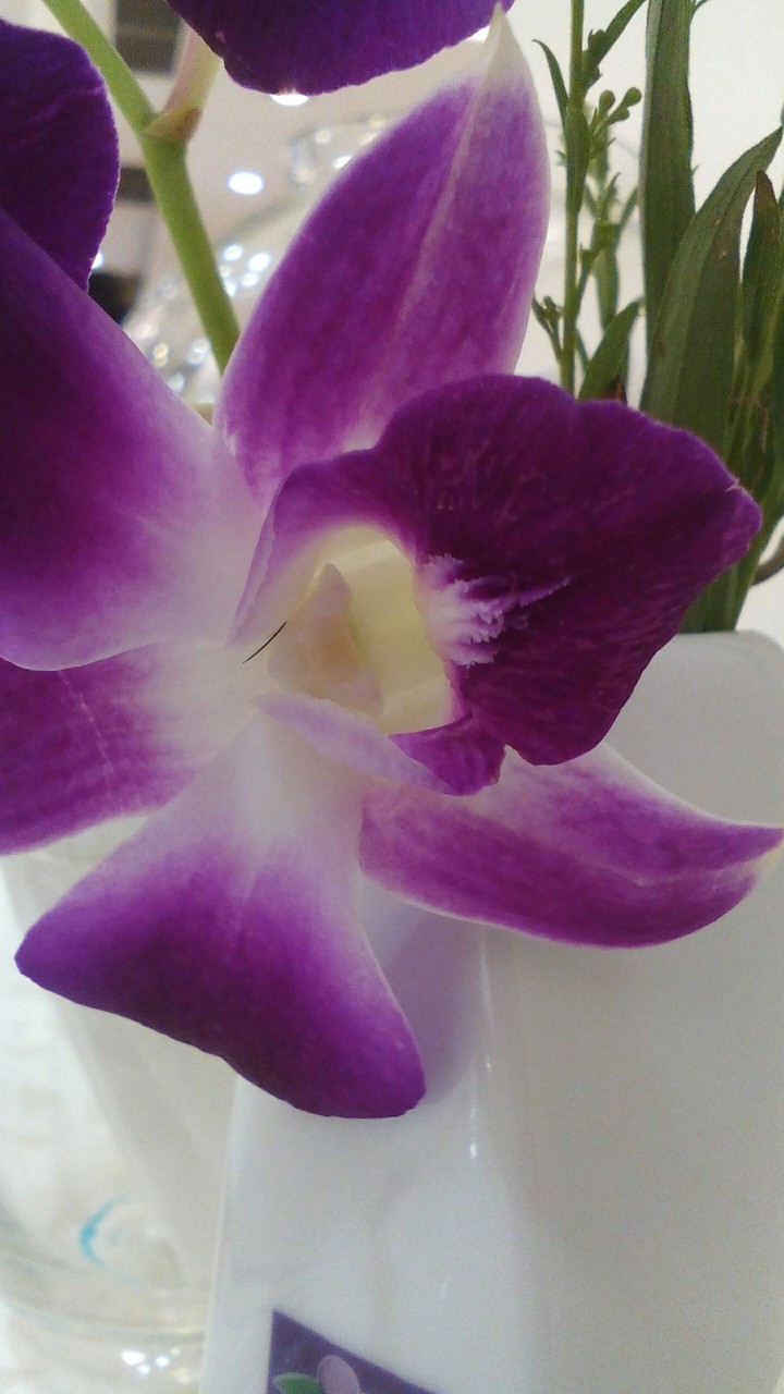 ♥flower♥