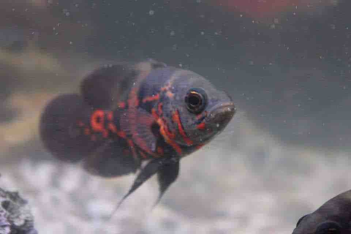 underwater