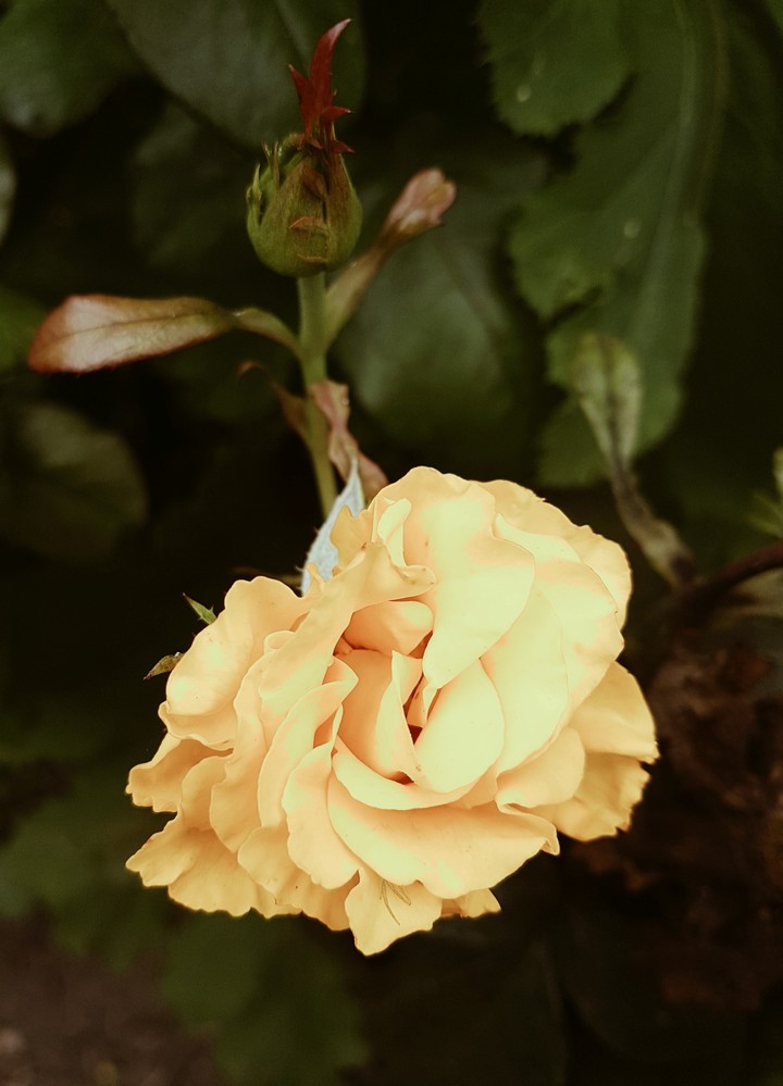 rose