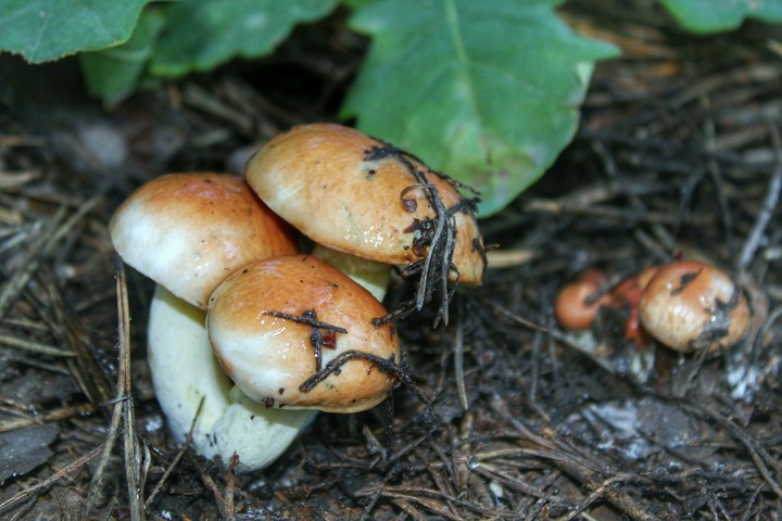 mushrooms