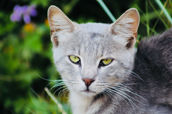 cat