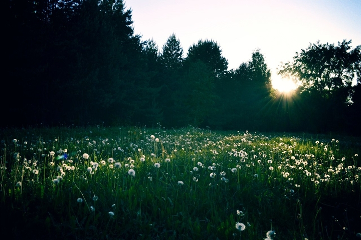Sunset in the forest