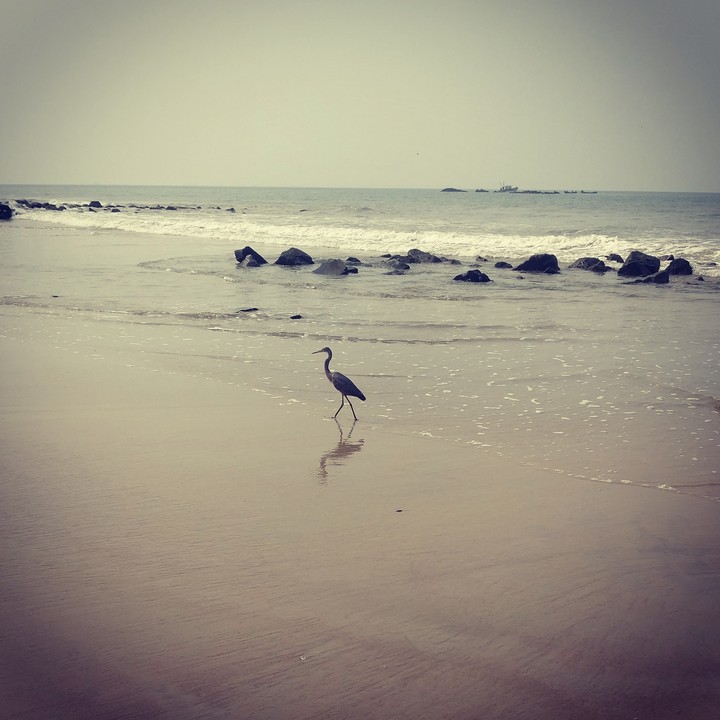 beach bird 