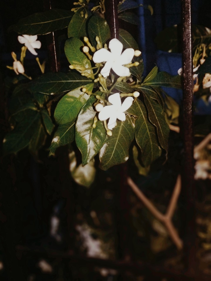 flower