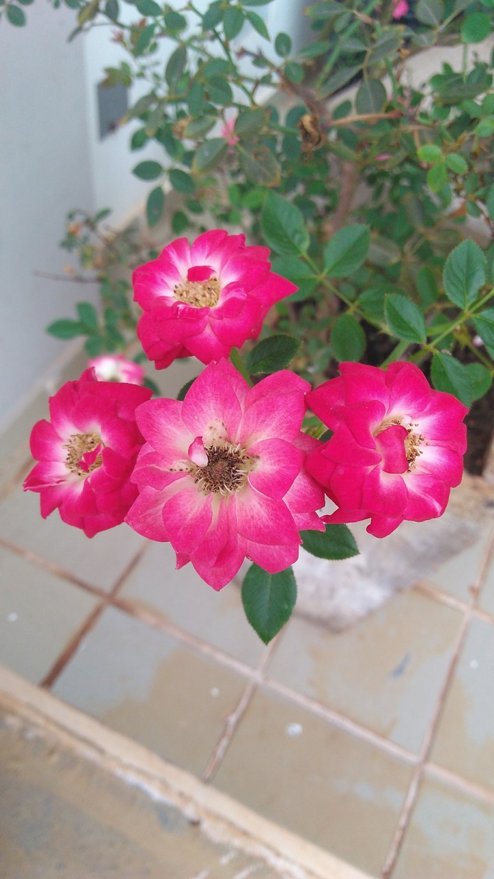 Roses