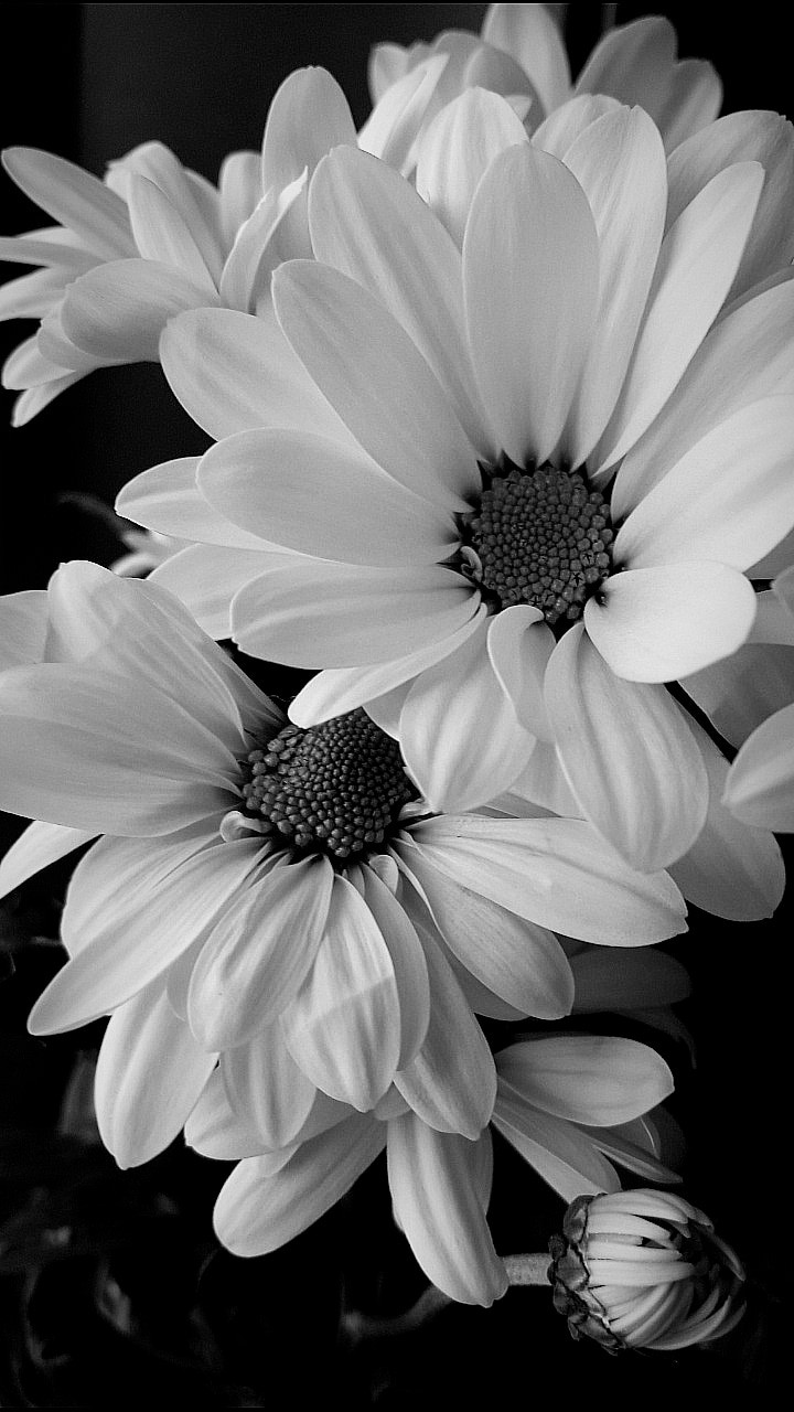 Black-and-white