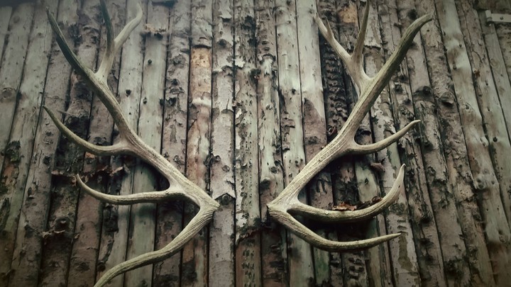 antlers