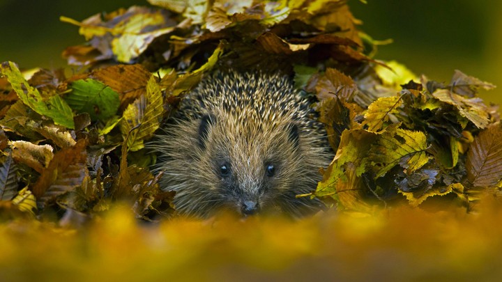 European hedgehog