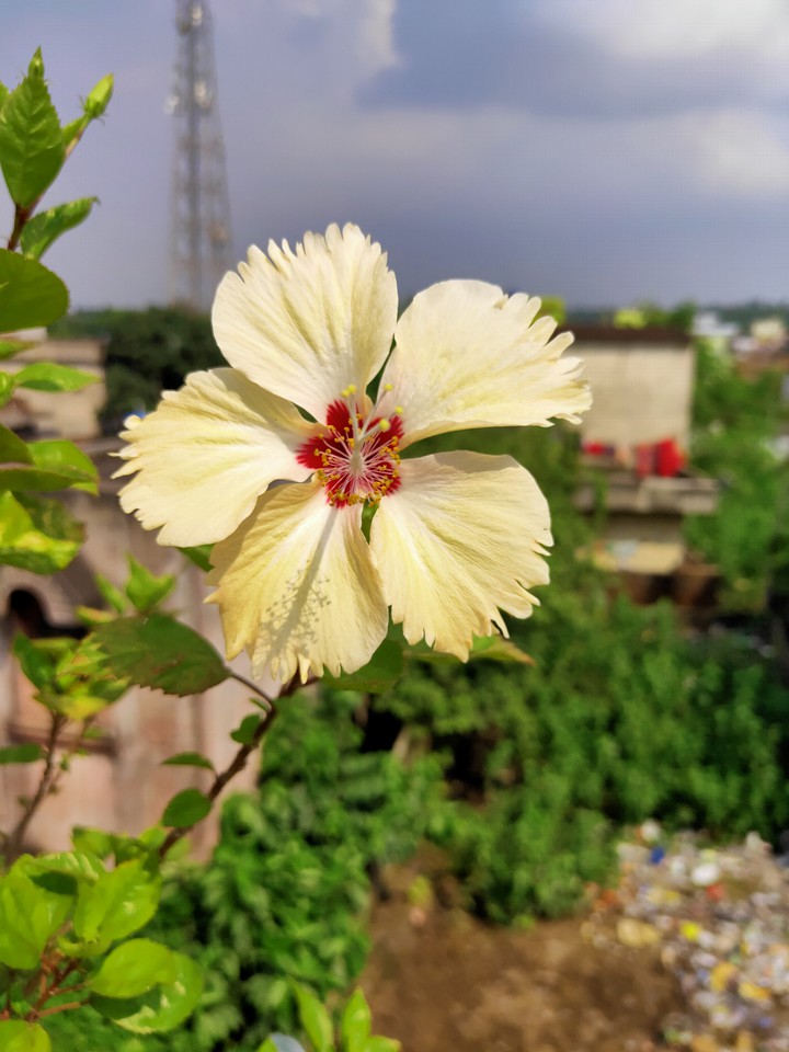 flower