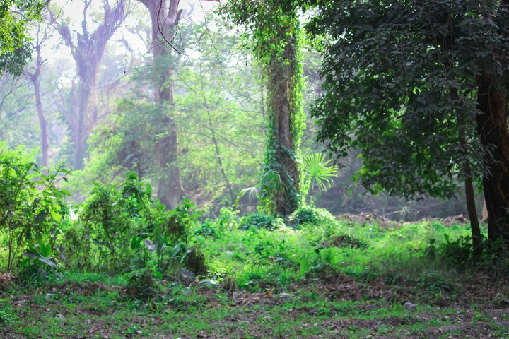 Forest