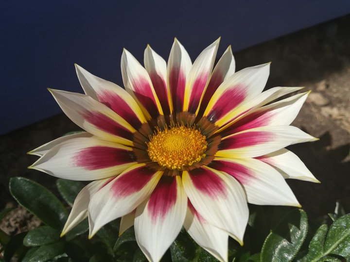 A simple flower 