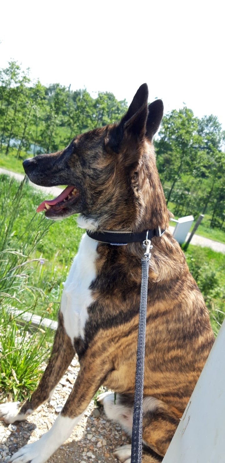 my dog