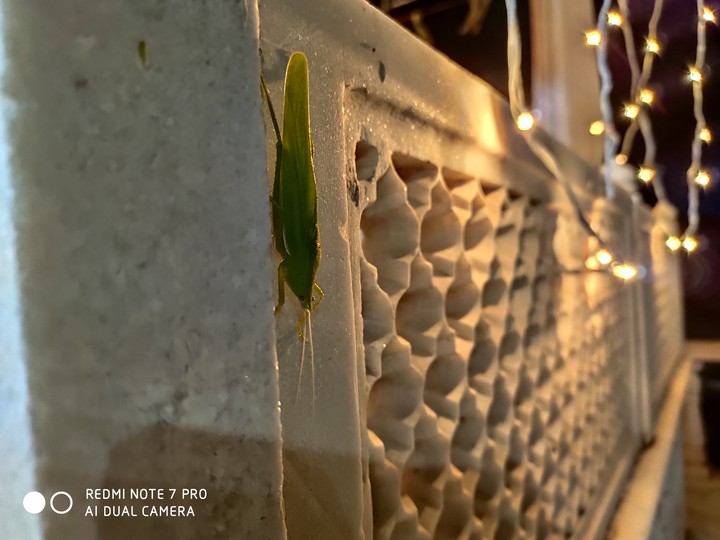 insect