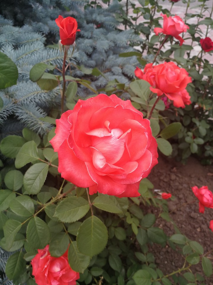 #rose