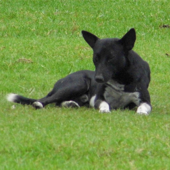 black beauty