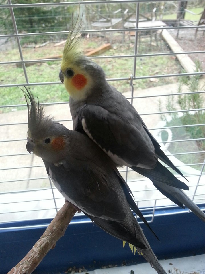 The love birds