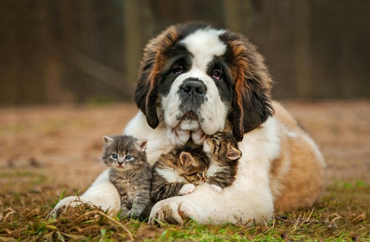 saint Bernard ..