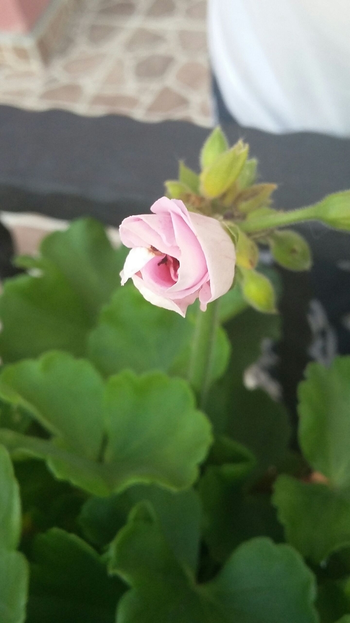 pink flower
