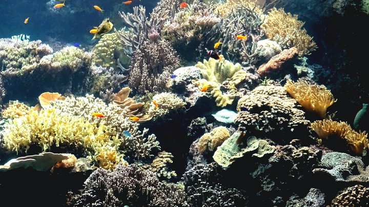 coral riff
