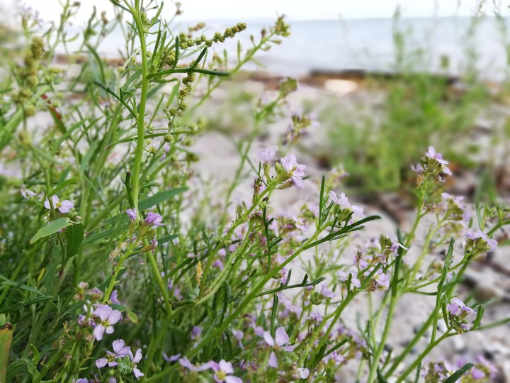 flowers at the beach