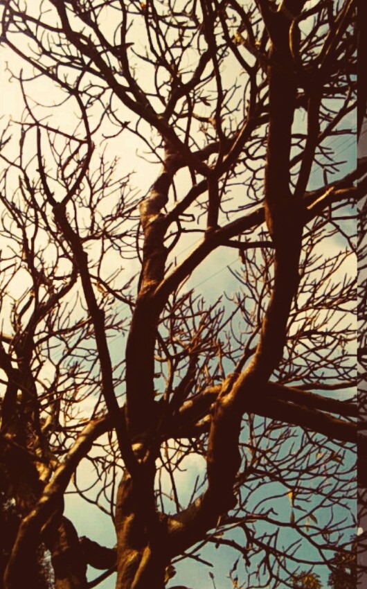 tree