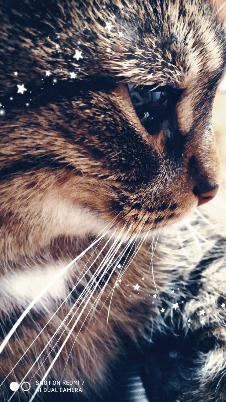 кот, шерсть