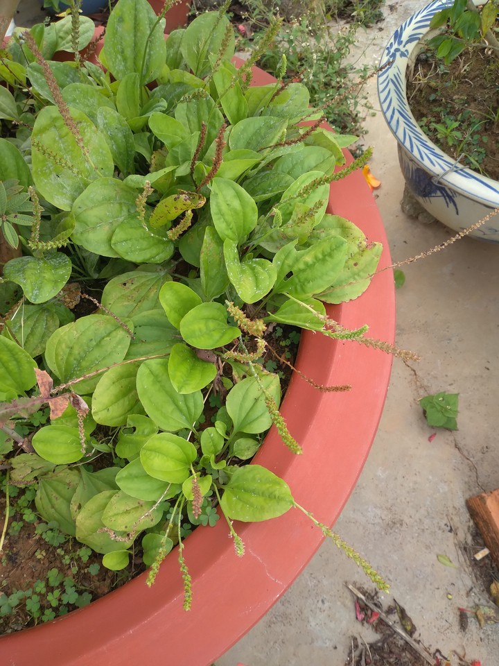 Mã đề