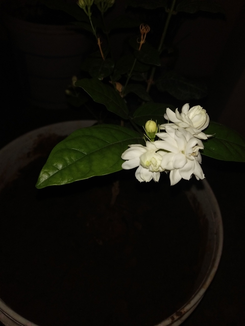 blooming in the night