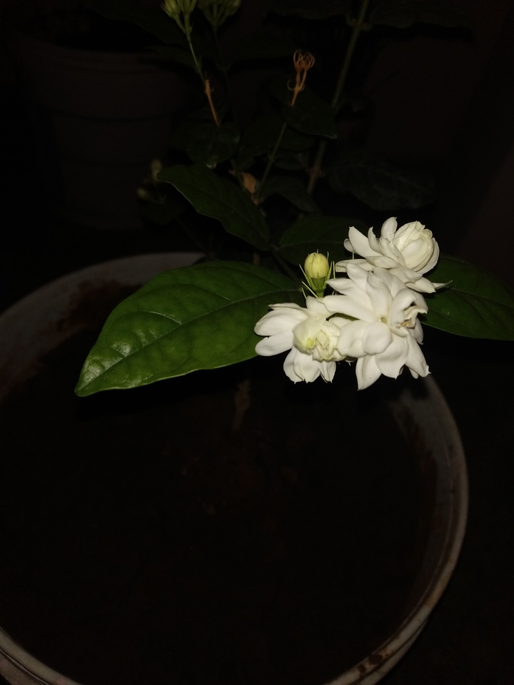 blooming in the night