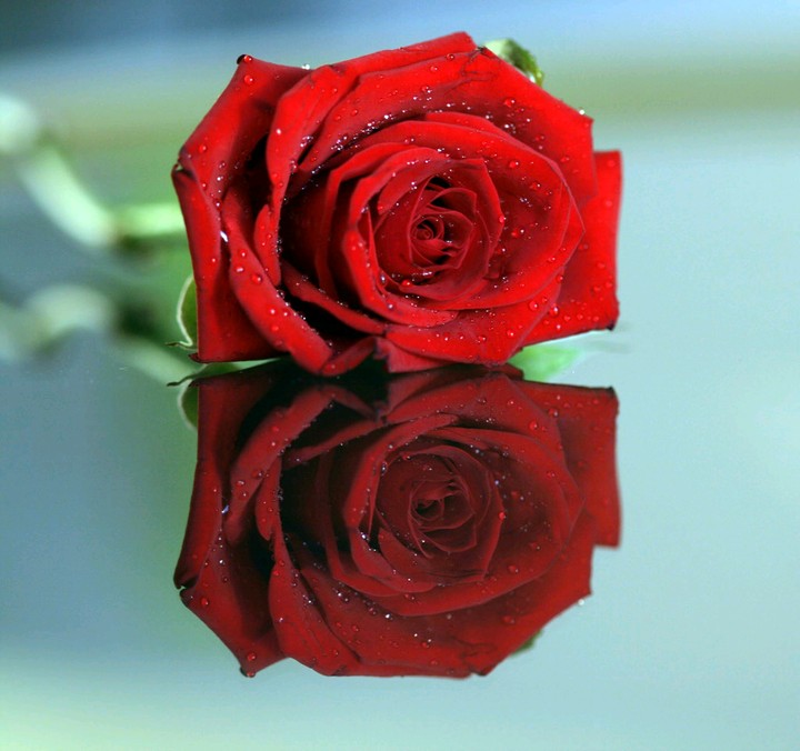 roses