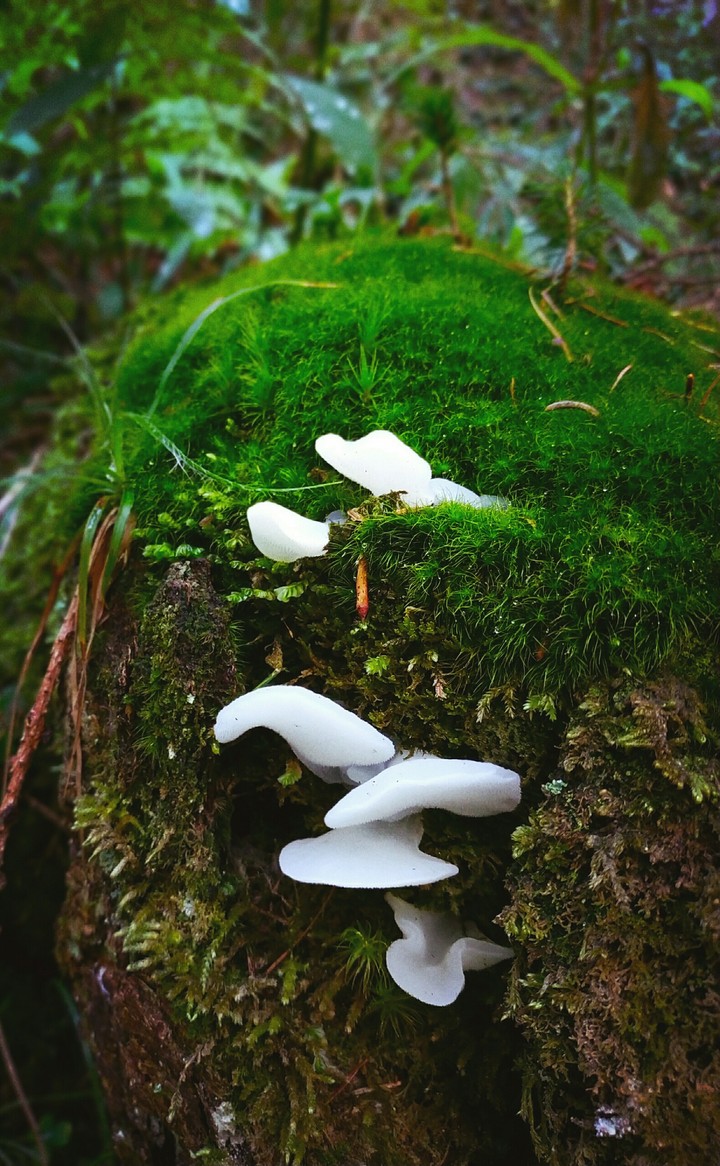 funghi bianchi