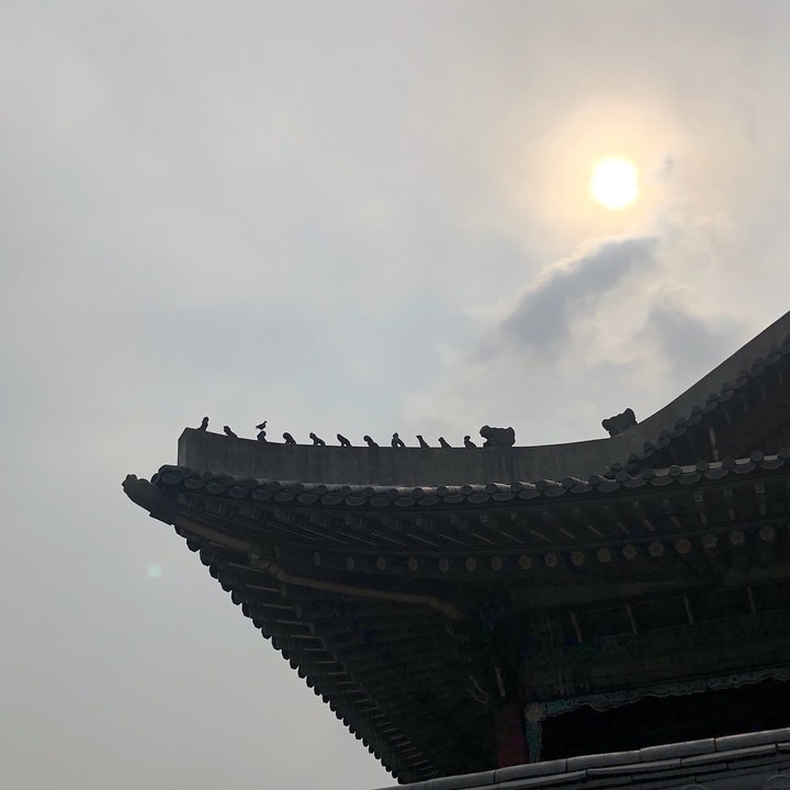 경복궁 위의 새