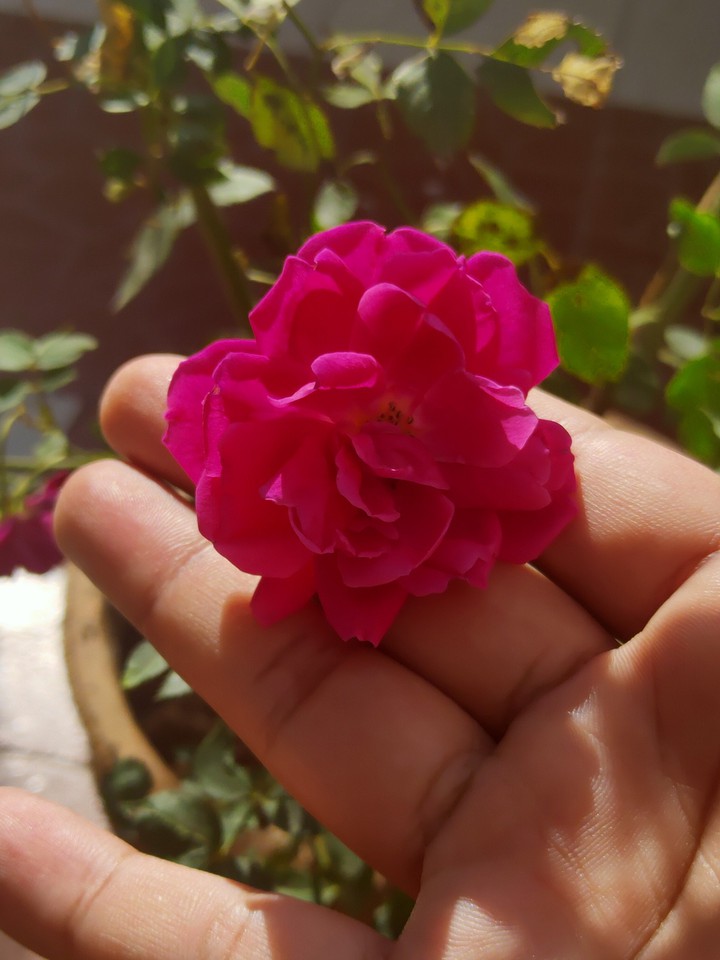 Beautiful red roses during winter.