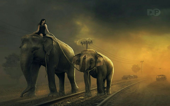 Elephant