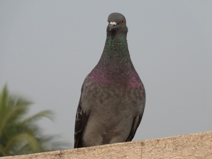 Pigeon