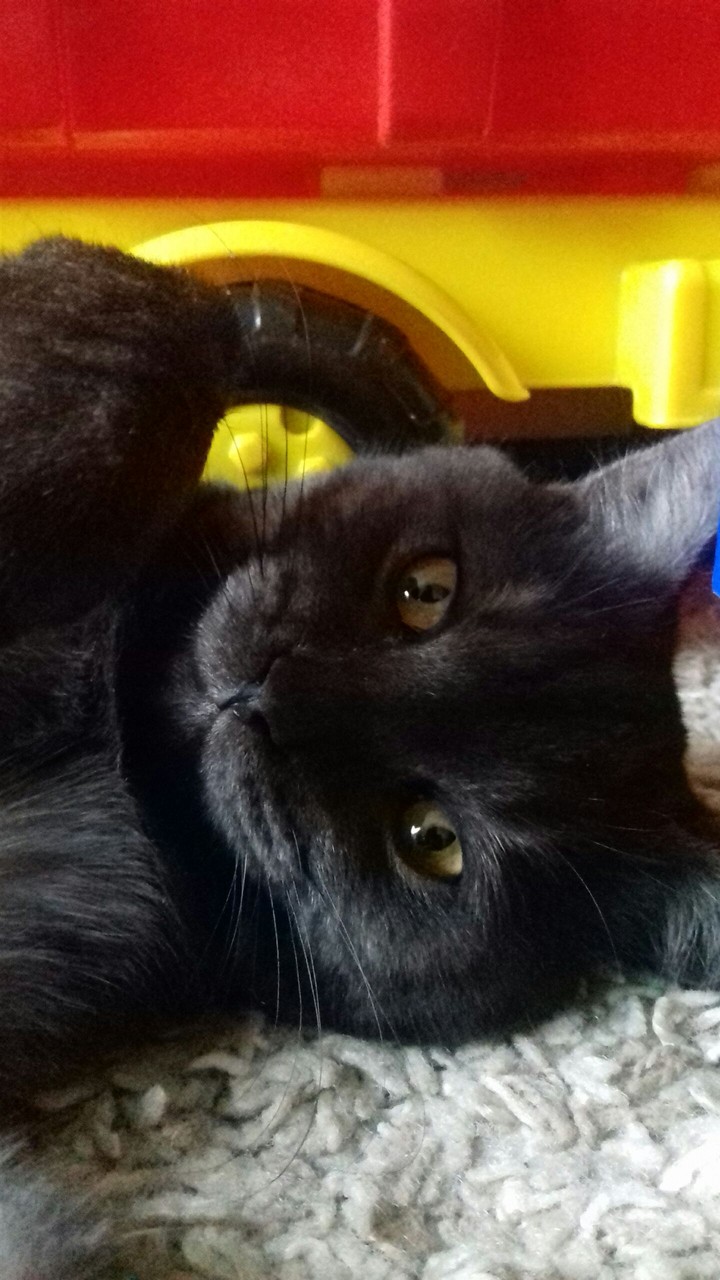 cat