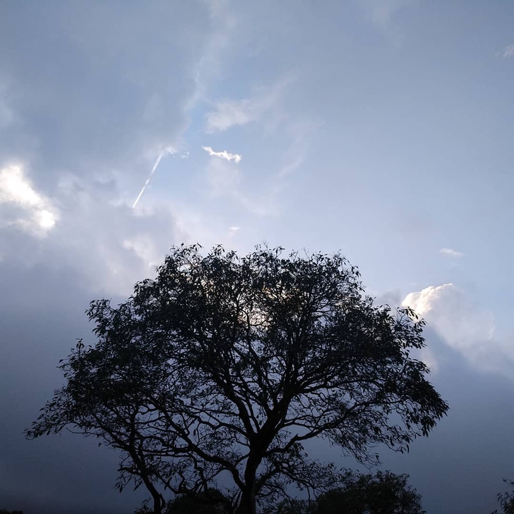 cloudy tree
