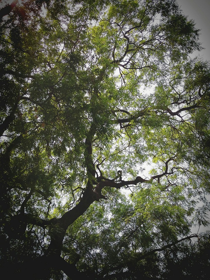 branches