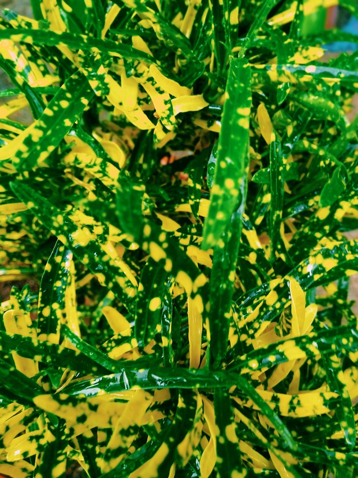green leaves