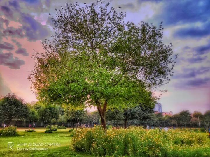 Tree