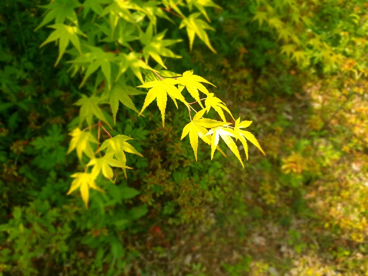 leaf 나뭇잎 단풍잎