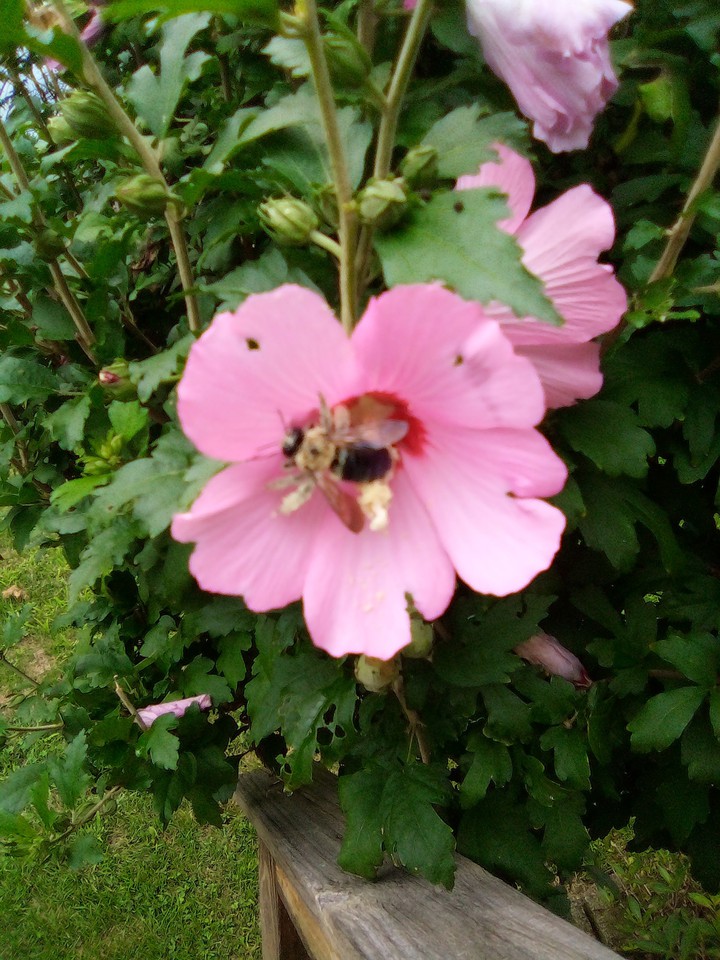 Bubblebee on a Pink Flower